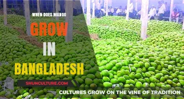 Mango Season in Bangladesh: When and Where to Find the Best Fruits
