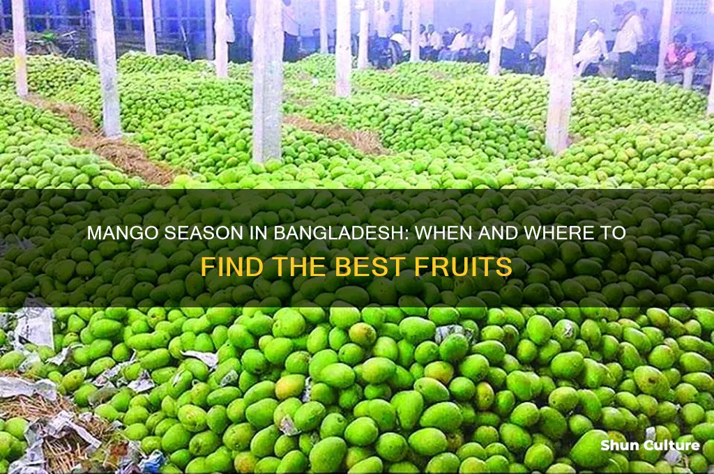 when does mango grow in bangladesh