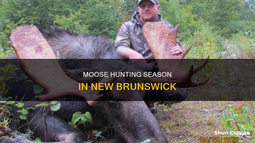 when does moose season start in new brunswick