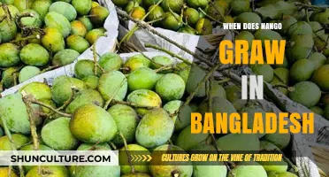 When Does Nango Grow in Bangladesh: A Seasonal Guide