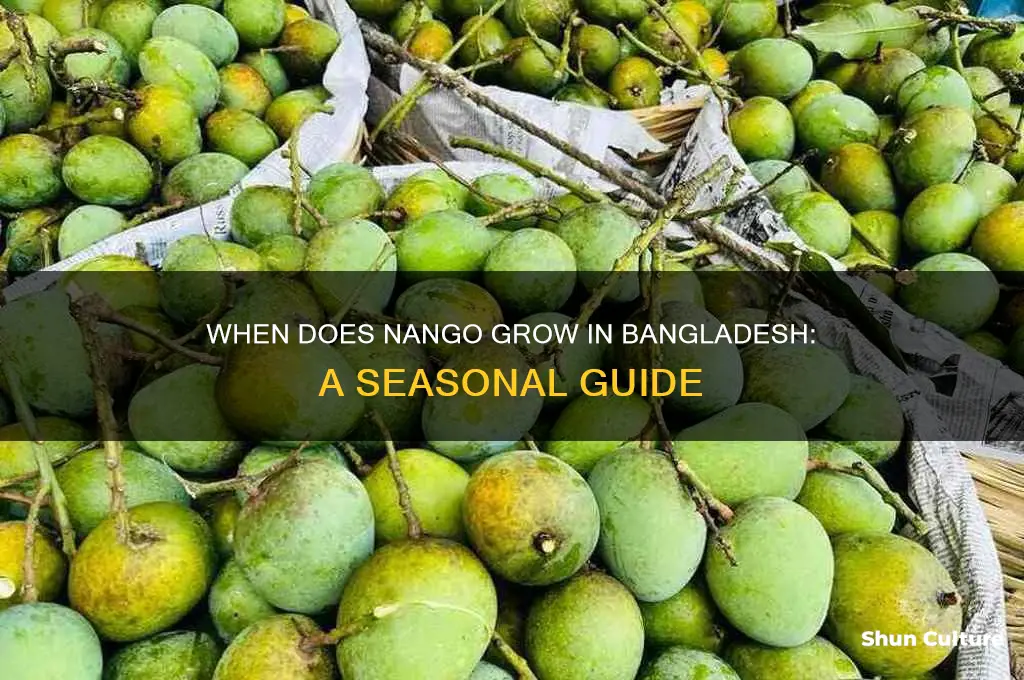 when does nango graw in bangladesh