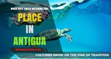 Antigua's Turtle Watching Season: Best Time to Spot Sea Turtles