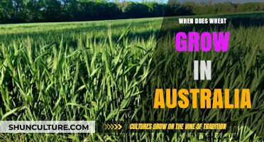 Wheat Harvest in Australia: The Perfect Season