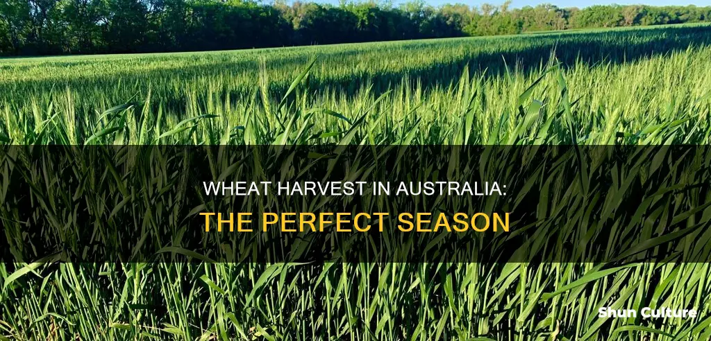 when does wheat grow in australia