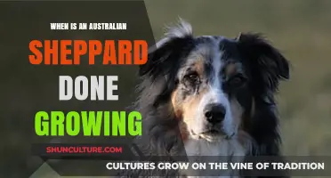 Australian Shepherds: How Long Do They Grow For?