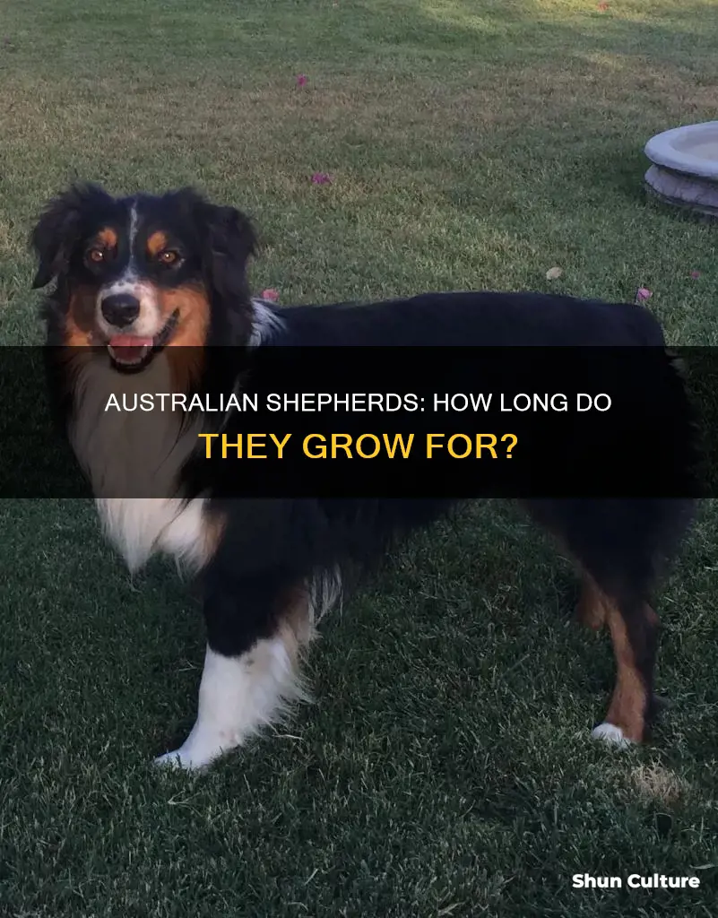 when is an australian sheppard done growing