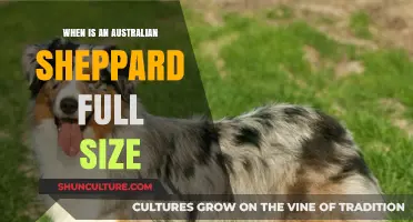 Australian Shepherds: Full Size and Growth Patterns