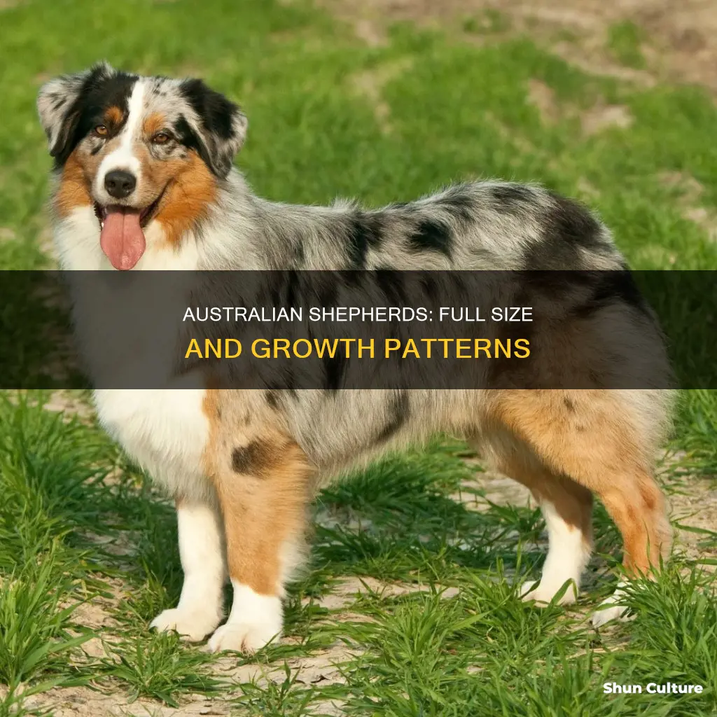 when is an australian sheppard full size