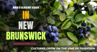 Blueberry Season in New Brunswick