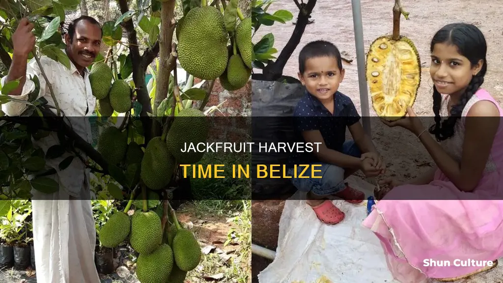 when is jackfruit ripe in belize