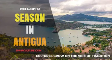 Antigua's Jellyfish Season: Timing and Tips for Safe Beach Visits