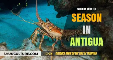 Antigua's Lobster Season: Best Times to Savor Fresh Catch