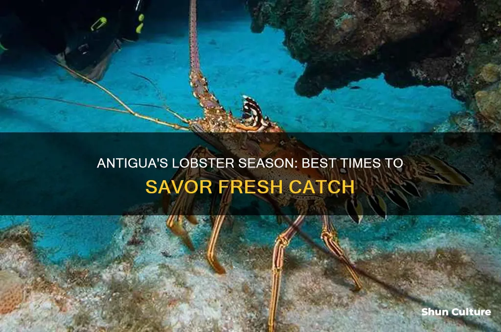 when is lobster season in antigua