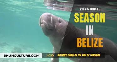 Manatee Season in Belize: When to Go