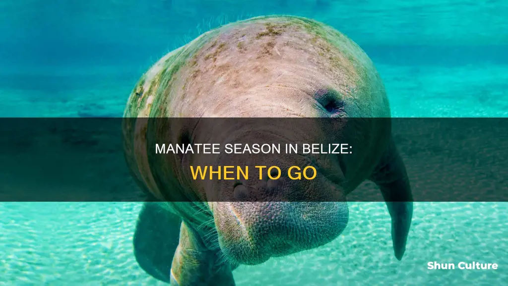 when is manatee season in belize