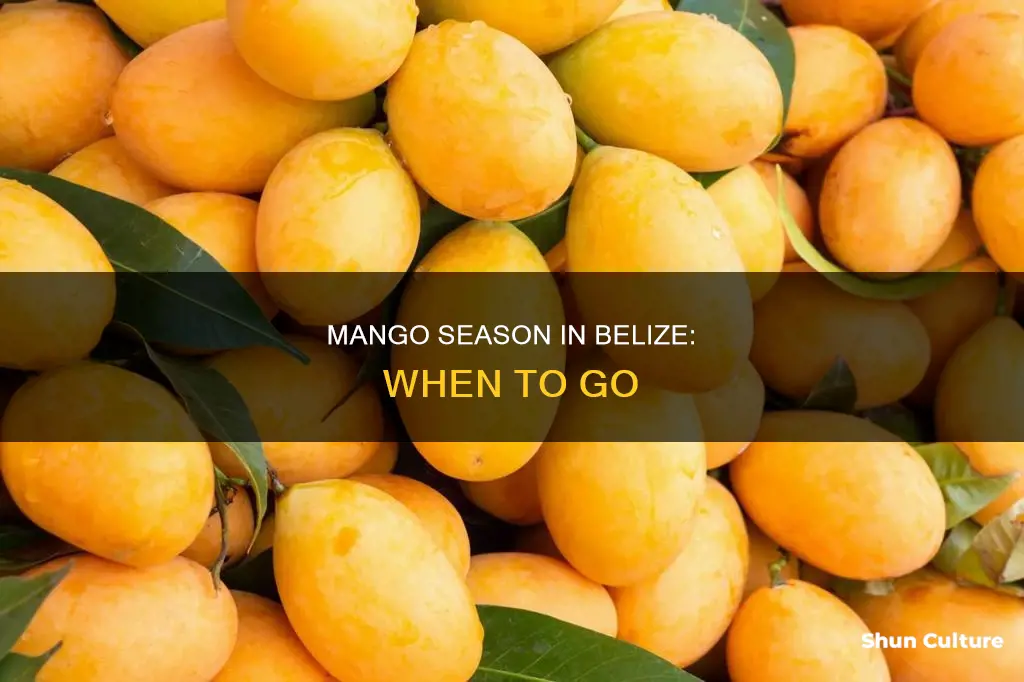 when is mango season in belize