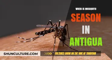 Antigua's Mosquito Season: Timing, Risks, and Prevention Tips