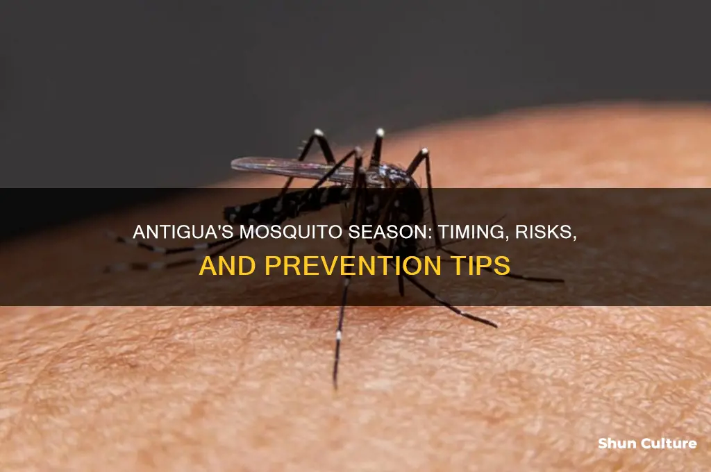 when is mosquito season in antigua