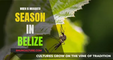 Mosquito Season in Belize: Timing and Tips