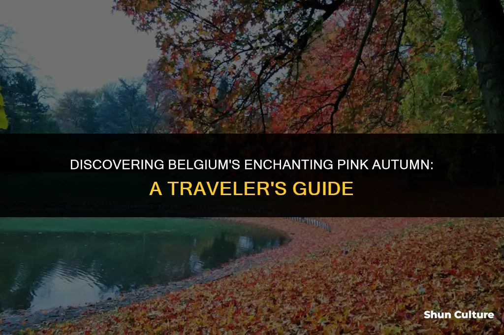 when is pink autumn in belgium