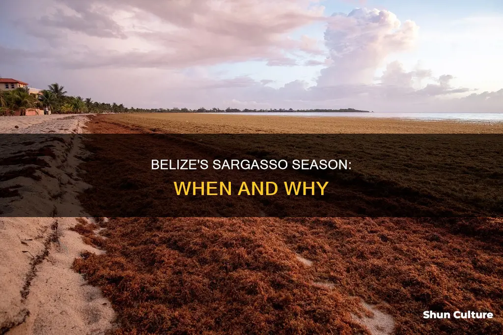 when is sargasso season in belize