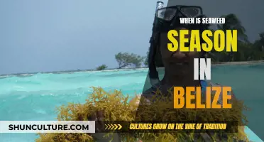 Belize's Seaweed Season Secrets