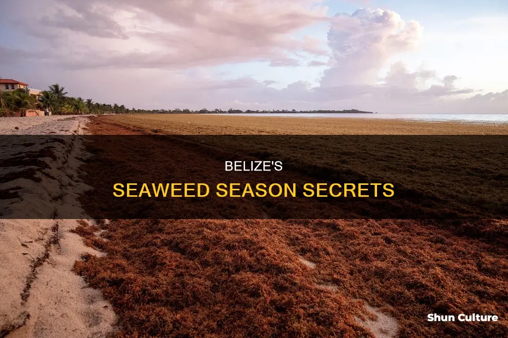 when is seaweed season in belize