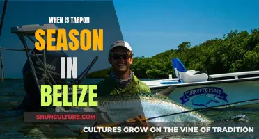 Tarpon Season in Belize: When to Go