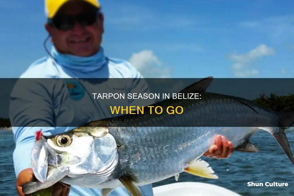 when is tarpon season in belize