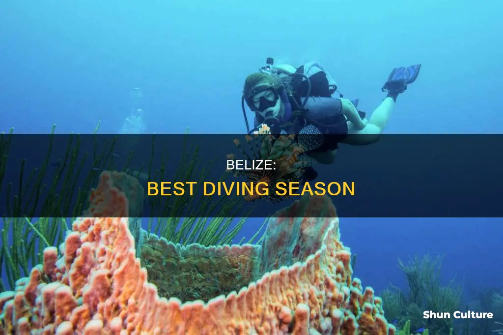 when is the best time to dive belize