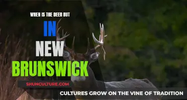 Deer Rut Season in New Brunswick