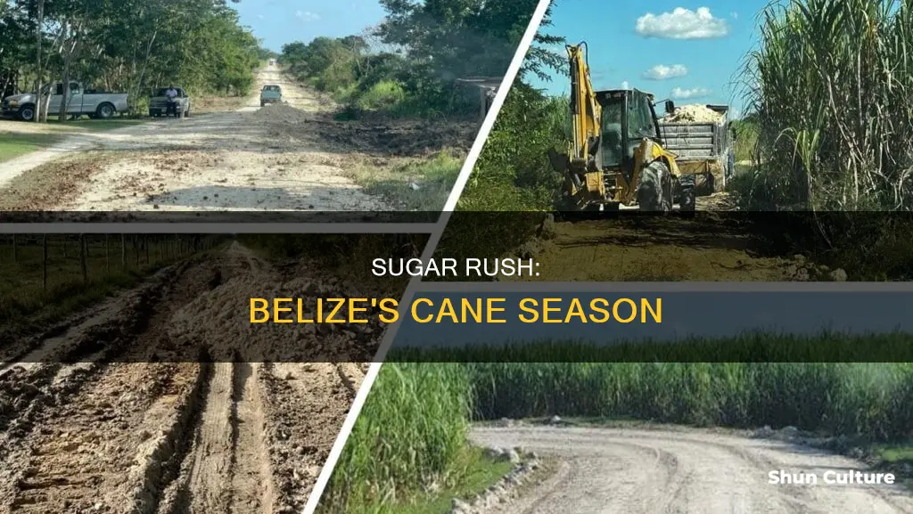 when is the sugar cane season in belize