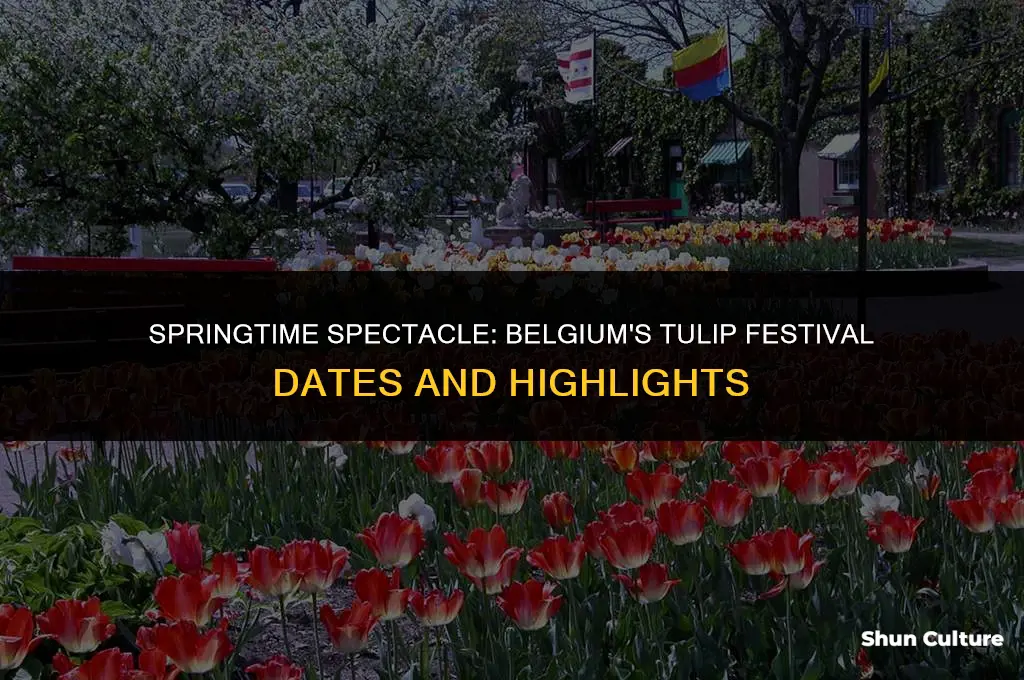 when is the tulip festival in belgium