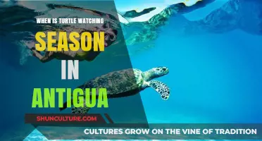 Antigua's Turtle Watching Season: Best Time to Spot Sea Turtles