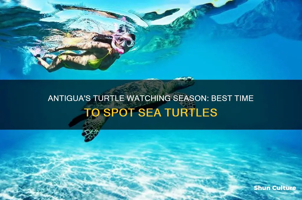 when is turtle watching season in antigua