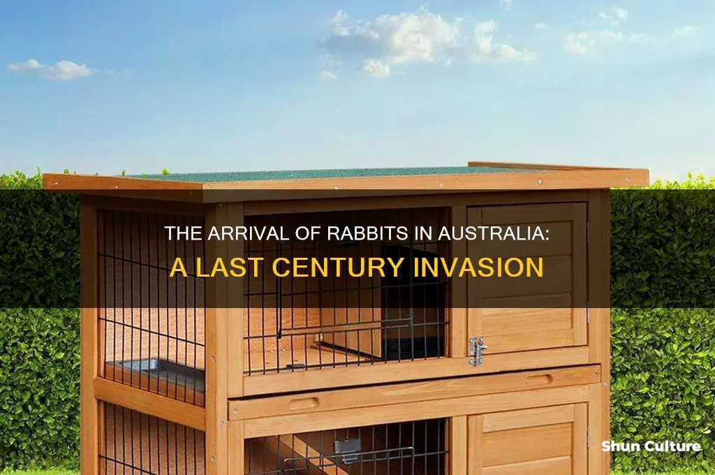 when rabbits were first brought to australia last century