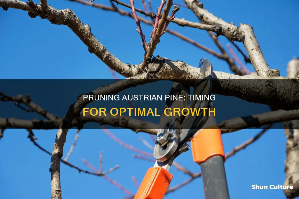 when should austrian pine tree get pruned