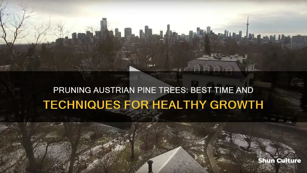 when should austrian pine tree get pruned