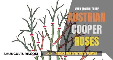 The Best Time to Prune Austrian Copper Roses