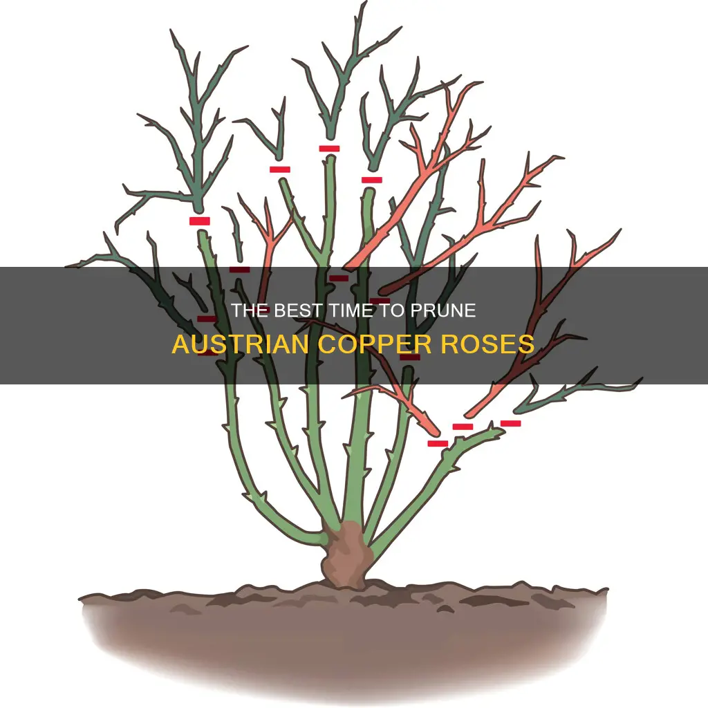 when should I prune austrian cooper roses