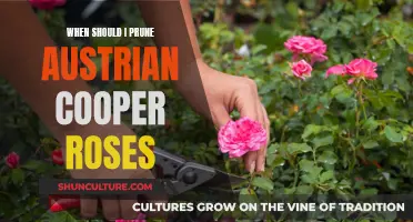 Pruning Austrian Copper Roses: Timing for the Perfect Bloom