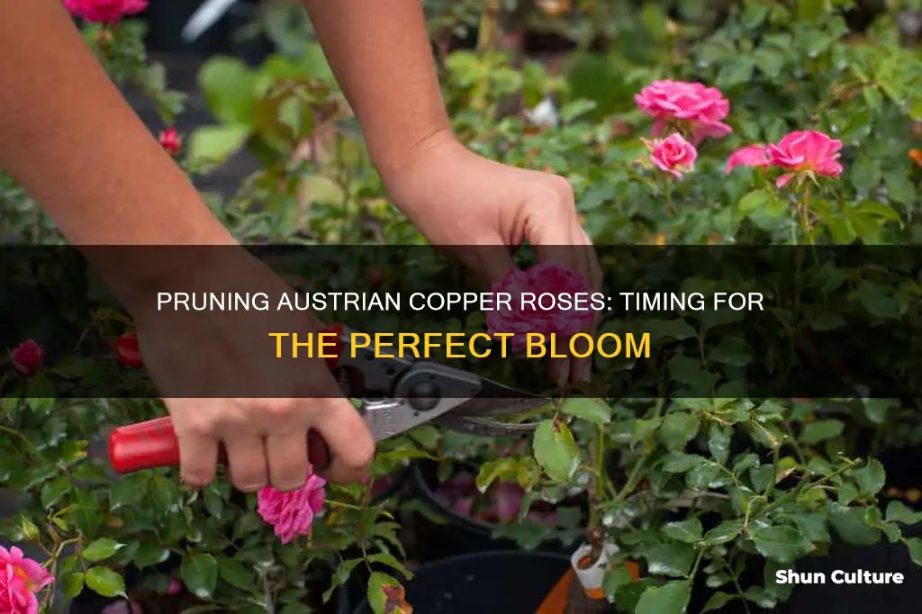 when should I prune austrian cooper roses