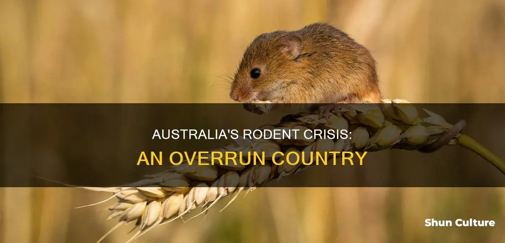 when the mice and rats overrun australia