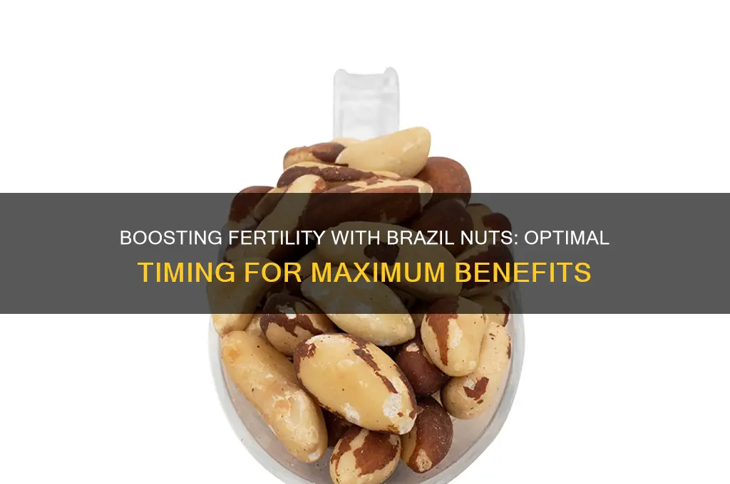 when to eat brazil nuts for fertility