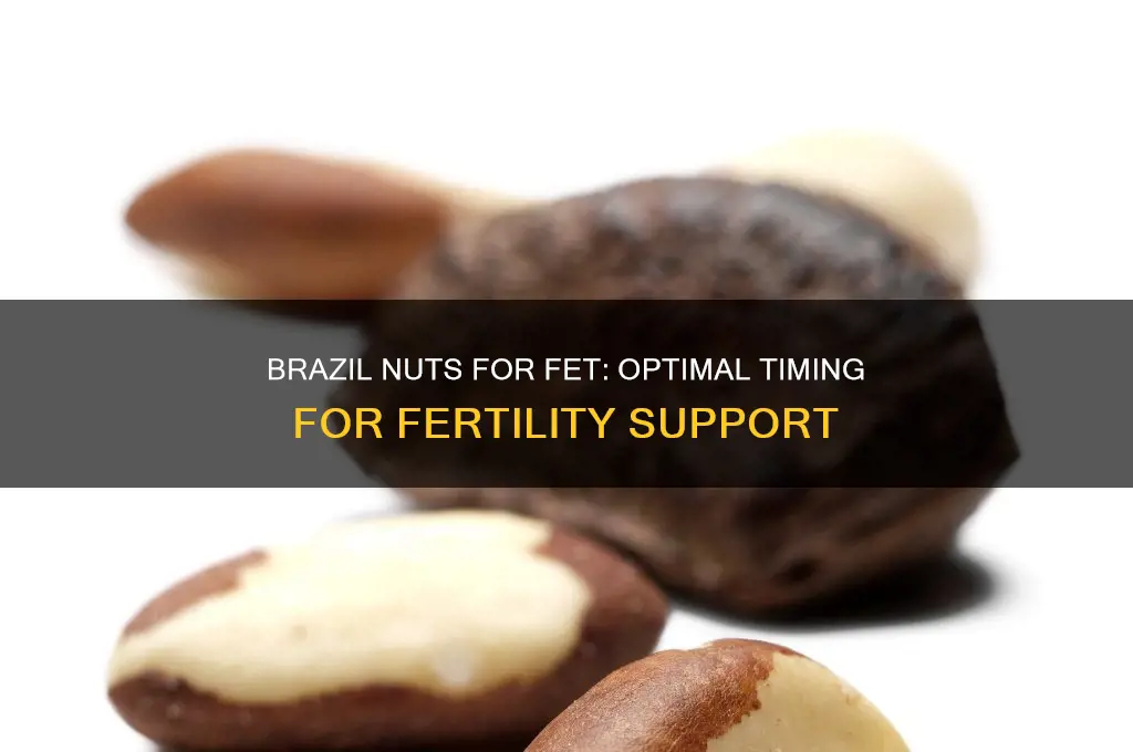 when to eat brazil nuts for fet