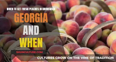 Peaches in Brunswick: When to Get Them