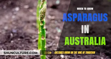 Asparagus Growing Season in Australia: Timing and Tips