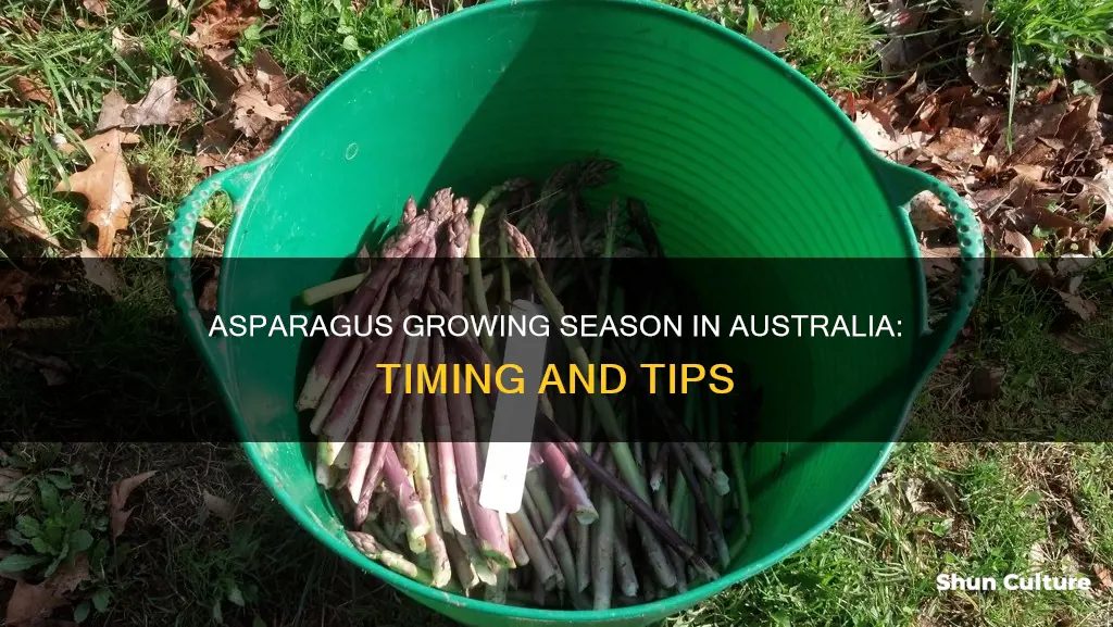 when to grow asparagus in australia