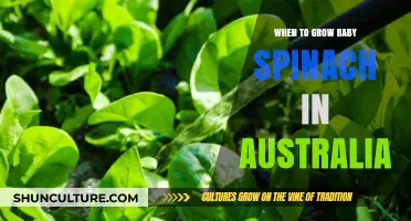 Growing Baby Spinach in Australia: The Perfect Timing