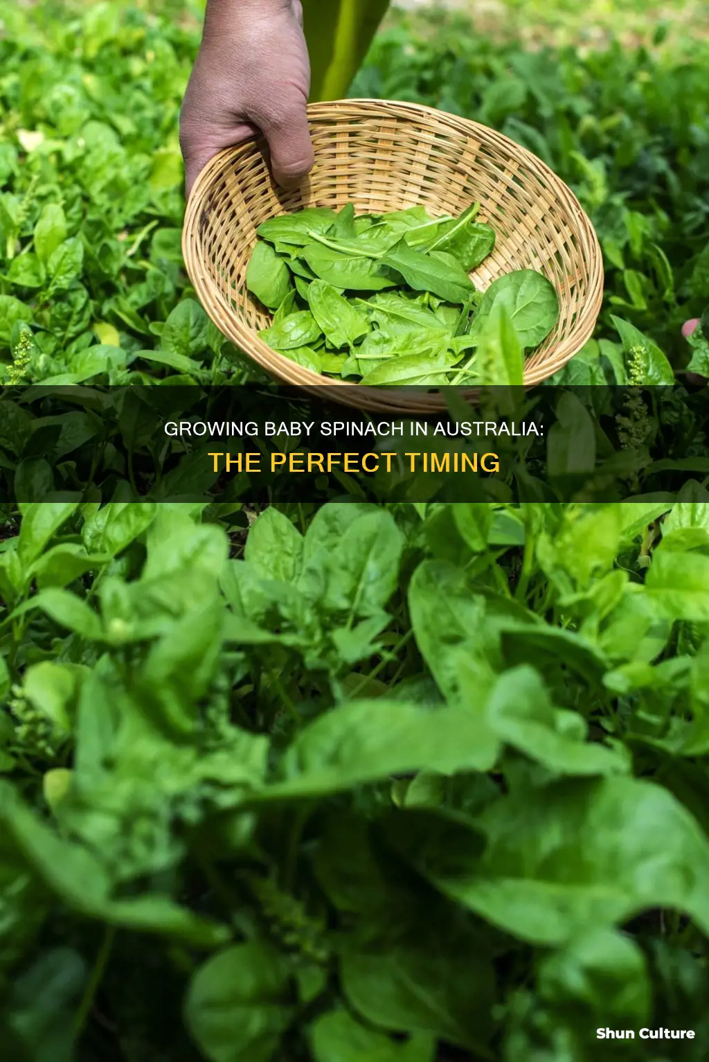 when to grow baby spinach in australia